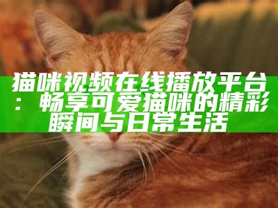 猫咪视频在线播放平台：畅享可爱猫咪的精彩瞬间与日常生活